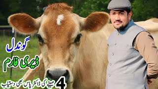 Gondal Dairy Farm | Top Class Jersey Cow | Chlostani Croos Breed Cows In Punjab | 15 January 2025