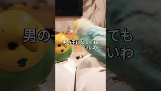 オクラのお友達はだーれだ＃セキセイインコ＃お友達