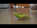 子猫 保護猫 子猫とインコは仲良くなれるのか！？ 可愛い 癒し インコ