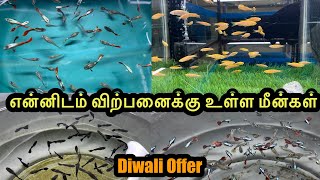 என்னிடம் விற்பனைக்கு உள்ள மீன்கள்|Erode|Guppy|All In Our Fishes|Sales |Aquarium#petslovechannel