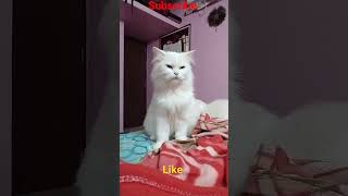 💥பிங்கீ பாலை குடி😻 #cat #cats #persiancat #பூனை #tamil #funny #kitten #funnycats #trendingshorts #yt