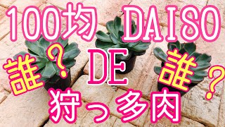 『多肉植物』『ガーデニング』49   100均多肉狩ったぁー😊でも誰なの？