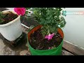 four types of paneer rose plants in tamil paneer rose growing tips in terrace garden