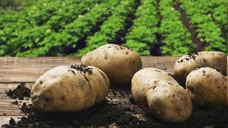 បច្ចេកទេសដាំដំឡូង​បារាំង​ Potato Growing Technique