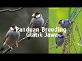 KENDALA PENANGKARAN GLATIK JAWA | TIPS & TRIK @TrisaktiBirdFarm1