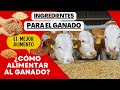 ALIMENTO PARA GANADO / ¿QUÉ INGREDIENTES NECESITO? / ¿CÓMO ALIMENTAR GANADO?