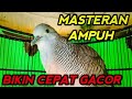 Masteran perkutut bangkok gacor cepat bunyi.