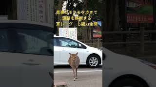 モタモタ歩きで道路を横断する奈良公園の鹿。。耳レーダーは能力全開。🤗　#shorts  #奈良の鹿  #奈良公園　#deer  #narapark