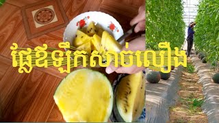 ផ្លែឪឡឹកសាច់លឿង 2021|Yellow Watermelon 2021llSokha Mcu