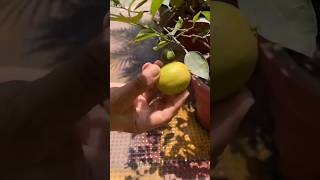 Ripe lemon from homegarden #gardening #garden #gardenideas #bonsaitree #homegrown #gardeningvideos