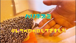 ペロっとしてくるハリネズミ🦔のこまろ☆cute hedgehog☆デレぶりが可愛すぎて癒される☆