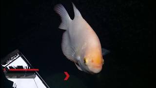 Albino Giant Gourami