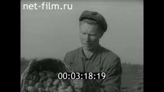 1963г. совхоз Пятилетка Брянская обл