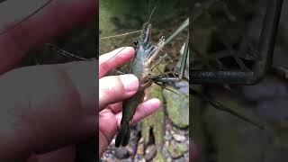 #77【テナガエビ】奄美の森でタナガ捕り　Catch long-armed freshwater shrimp in Amami