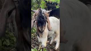 Village life Nepal || primitive goat farming techniques || rural Nepal