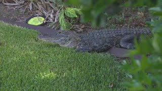 Raw video: Young alligator spotted in west Harris County neighborhood