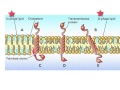 Membranes Ch. 2 Lipid Rafts