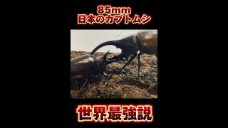 日本のカブトムシ 夜叉丸 世界最強の昆虫説 #shortvideo #クワガタ #カブトムシ