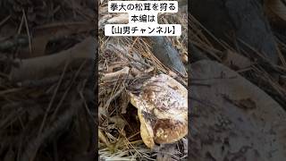 リアル松茸狩り！拳大の松茸降臨