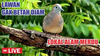 Perkutut Lokal Gacor suara merdu - bikin lawan cepat nyaut