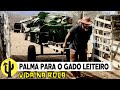 [VIDA NA ROÇA] Silvestre, Colhe e corta PALMA para o GADO e BEZERROS - Parte 03 🌵