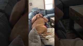 Cooper's 11-Month Growth Spurt: Baby Milestones \u0026 Memories #bullmastiff #bullmastiffpuppy #dogvideo