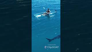 Great White Shark Stalks Man in Clear Kayak