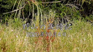 野山の歳時記　道端で咲いていた花２つ　2020年10月4日  -4K-