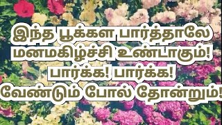 இந்த பூக்கள பார்த்தாலே மனமகிழ்ச்சி உண்டாகும்! பார்க்க! பார்க்க! வேண்டும் போல் தோன்றும்!