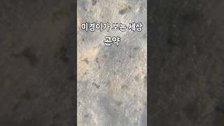 곤약을 현미경으로 확대해 보자 #shorts