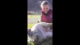 How to Walk a Pig #Shorts