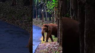 ചാറ്റൽ മഴയിൽ റോഡ് ക്രോസ്സിങ്ങിന് എത്തിയ മഞ്ഞ കൊമ്പൻ #shorts #animals #wildanimals #nature #travel