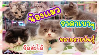 อัปเดตราคาแมว หลายสายพันธุ์ จัดส่งได้ทุกจังหวัด จตุจักร มีนบุรี Banglee Cat Home