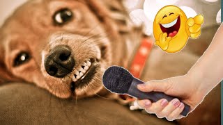 New funniest animal video 😜🤭🙊 funny cats and dogs funny video