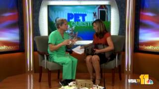 Get answers to your pet questions on dog devocalization