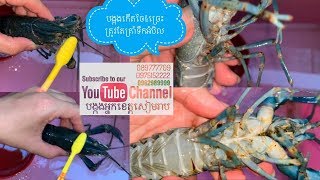 បេីបង្កងមានចៃរឺកេីតជំងឺច្រេះយេីងត្រូវត្រាំវានឹងទឹកអំបិល30វិនាទី/បង្កងអ្នកខេត្តសៀមរាប🙏🏻🔔🦞089777709