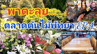 พาตะลุยตลาดนัดต้นไม้พัทยา Ep: 4 ขายดีและใหญ่ที่สุดในพัทยา