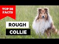 99% of Rough Collie Owners Don't Know This