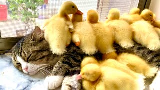 Unbelievable! The kitten treats the duckling as its own baby, so cute