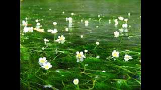 醒ヶ井　地蔵川の梅花藻（と、蝉。）