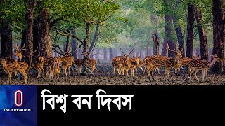 বনের ভেতরে ও বাইরে বেড়েছে গাছের সংখ্যা || Int.  Forest Day