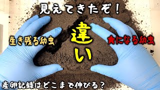 驚異の産卵を続けるカブトムシ…そして幼虫の生死を分けているものが見えてきた（くろねこチャンネル）