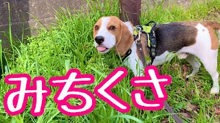 雑草を食べるビーグル犬さつきさんをただ愛でたりオマケがあったりする動画