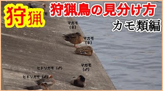 【狩猟】狩猟免許取得で成功するためのカモ類見分け方！現役ハンターが解説