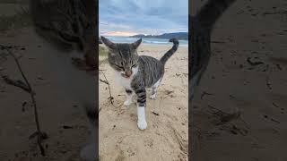 КОТИКИ Бездомные КОТЫ в Гаваях #usa #shorts #cats