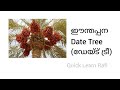 tree name in english മരങ്ങളുടെ പേര് ഇംഗ്ലീഷിൽ അറിയാം