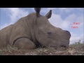 Dehorning Rhinos to Save them from Poaching