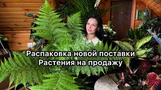 Новая поставка растений из Голландии(11.05.24 )Большая распаковка🌱