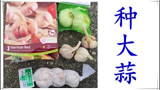 【种大蒜】什么时候种？品种的选择？注意事项？