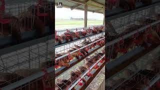 PULLET AYAM PETELUR PINDAH DI KANDANG BATERAI GALVANIS